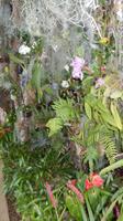 Orchidee