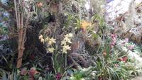 Orchidee
