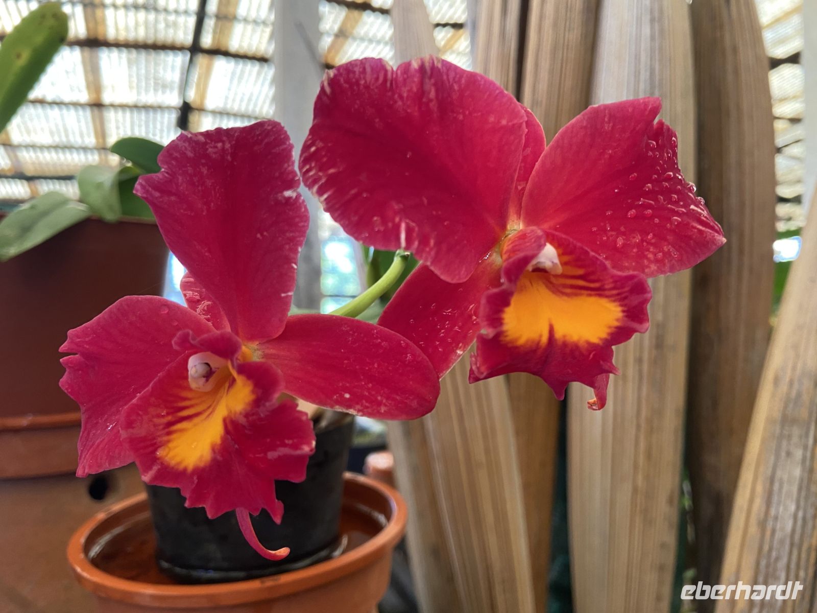 Orchideen 