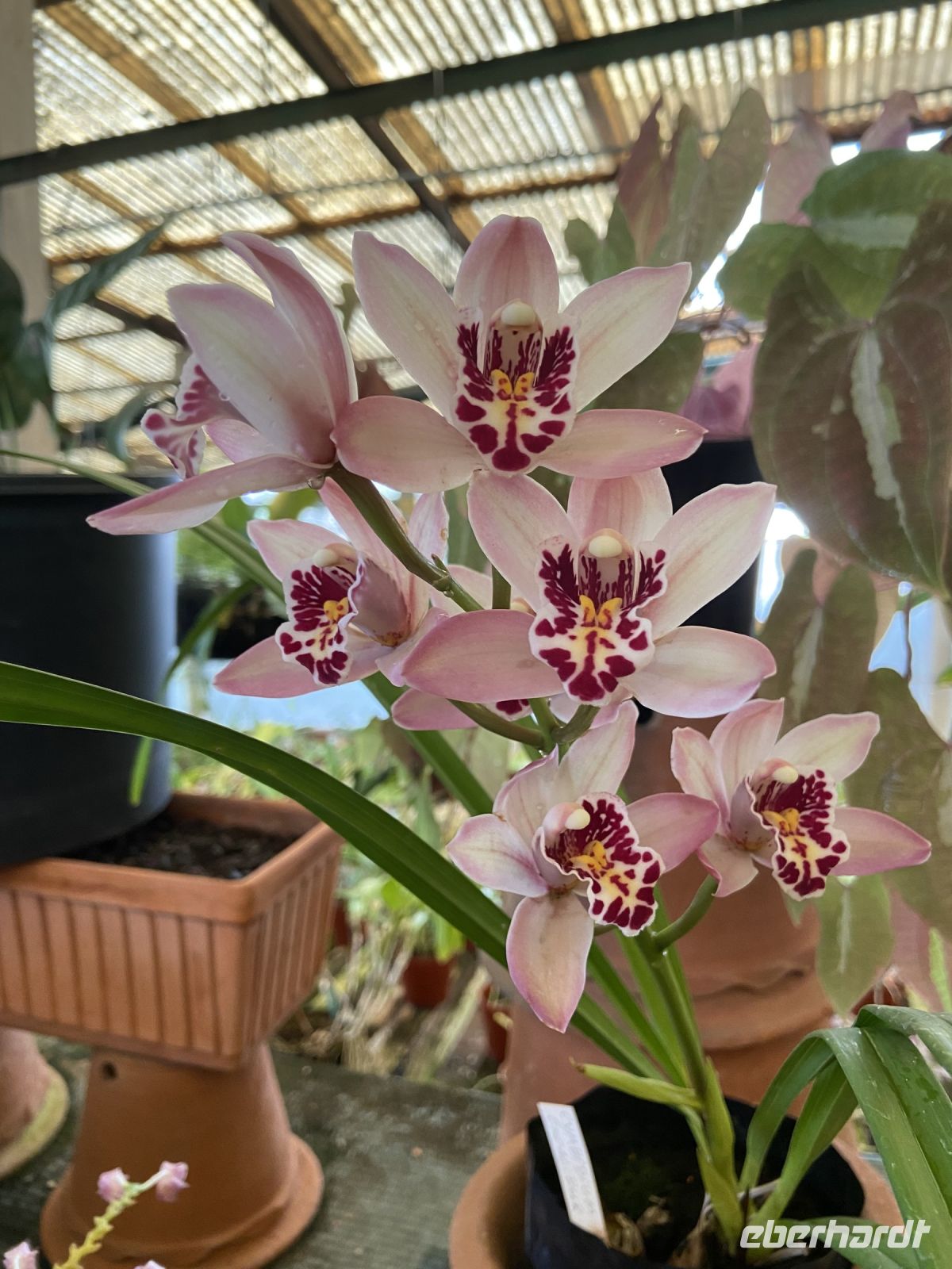 Orchideen 