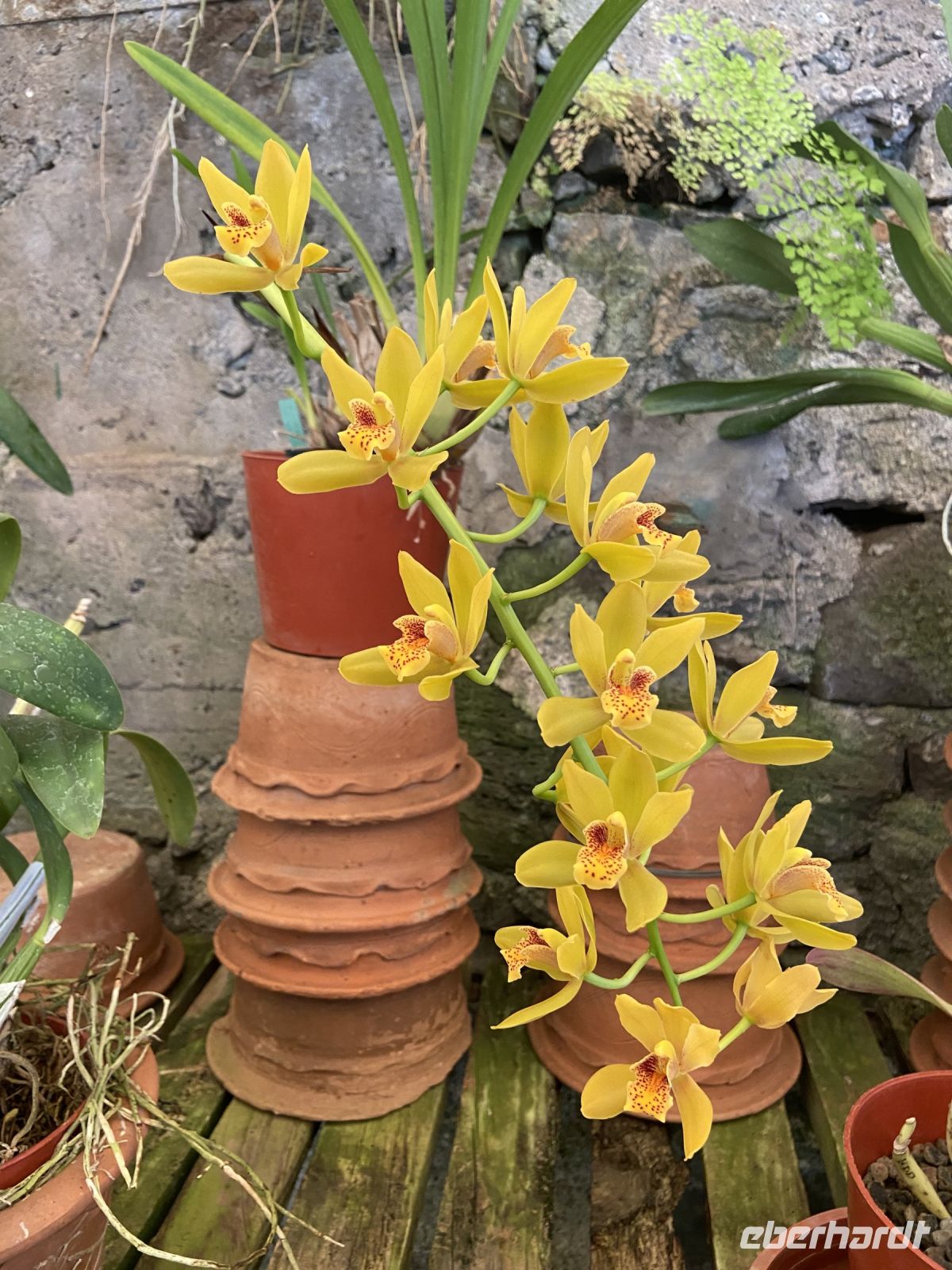 Orchideen 