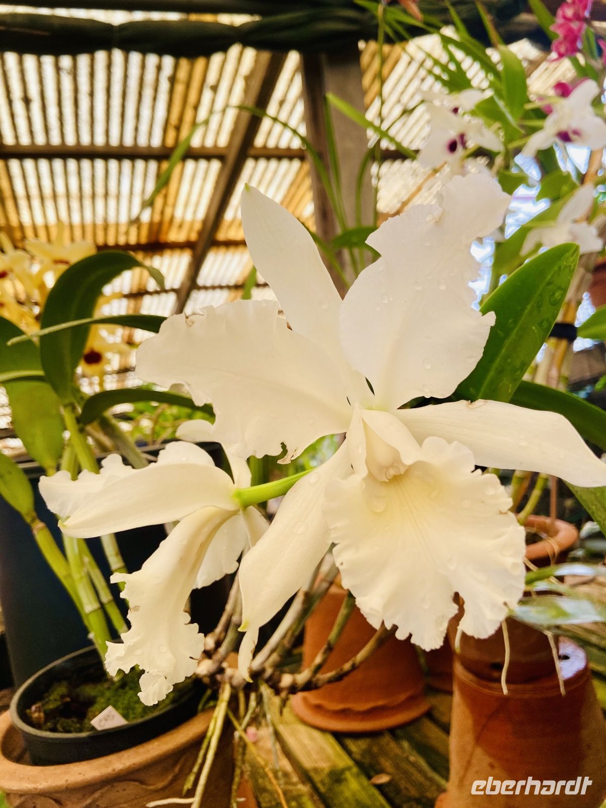 Orchideen 