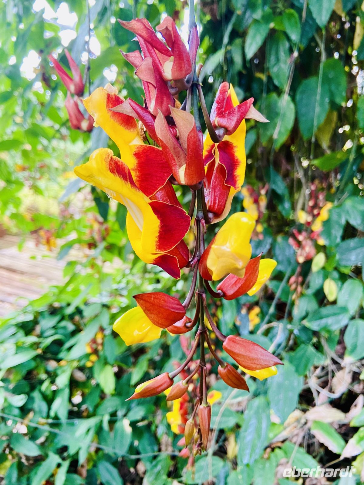 Orchideen 
