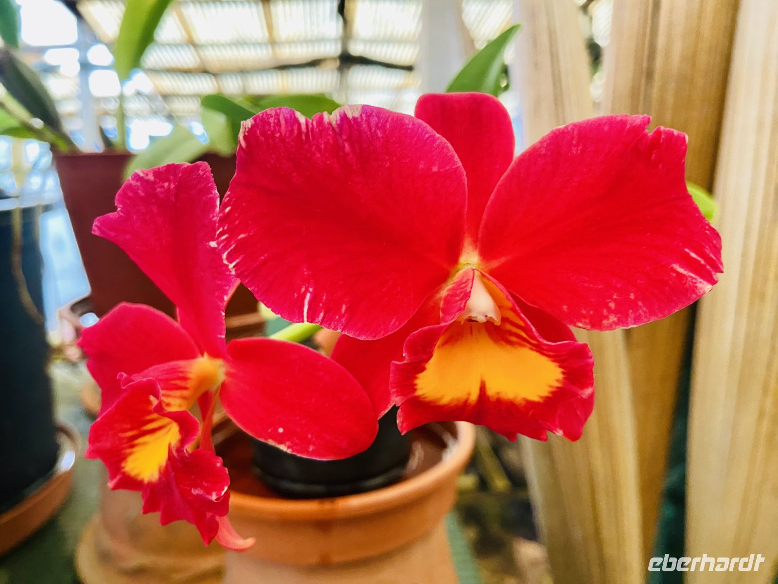 Orchideen 