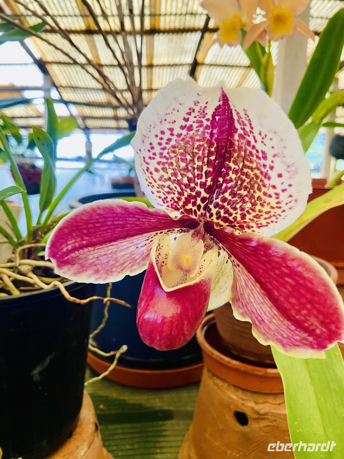 Orchideen 