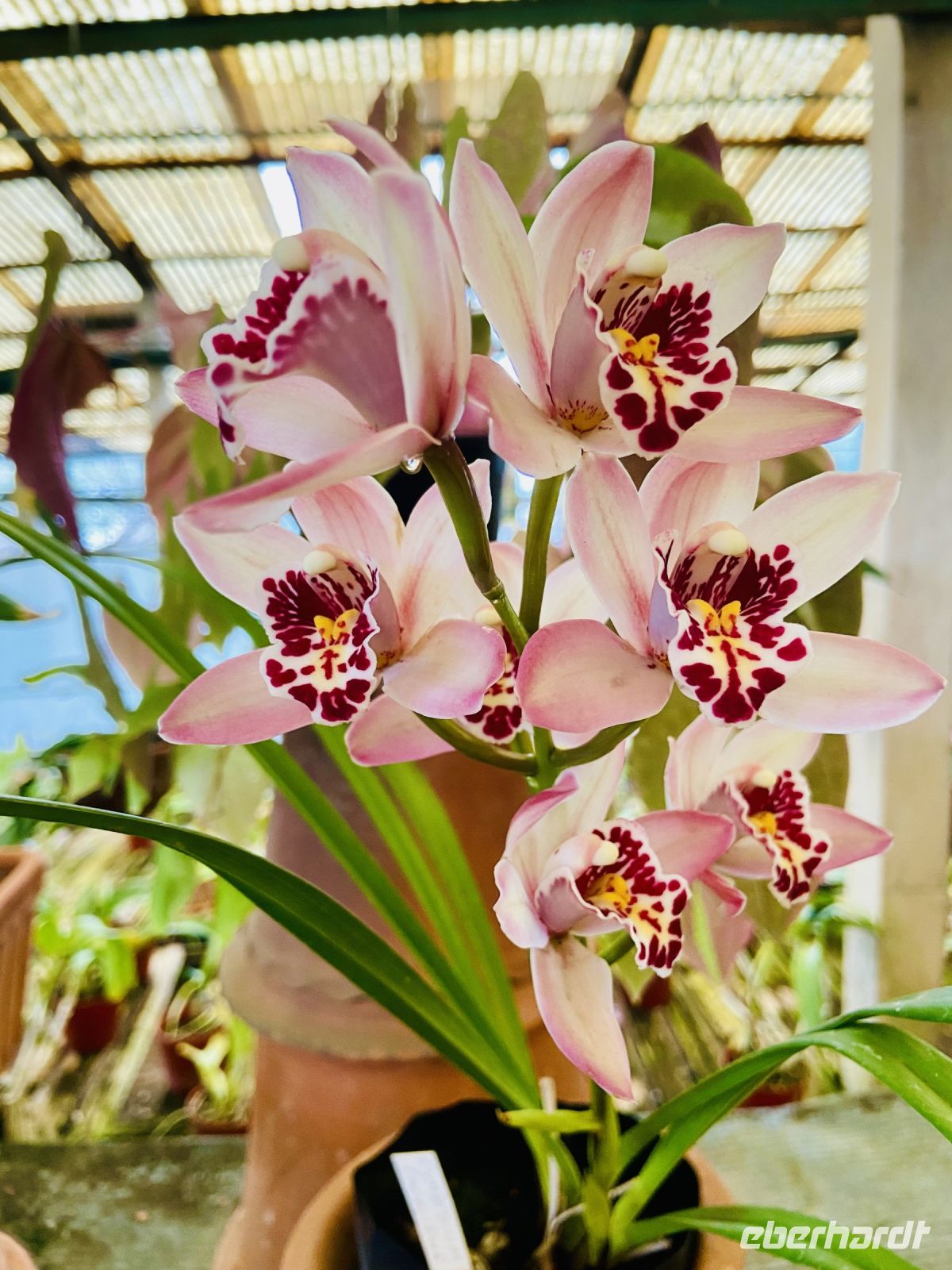 Orchideen 