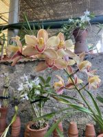 Orchideen 