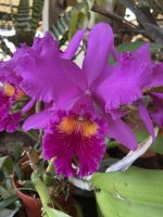 Orchideen 