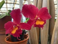 Orchideen 