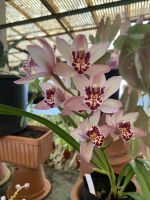 Orchideen 