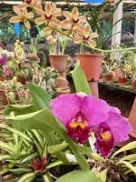 Orchideen 