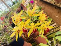 Orchideen 