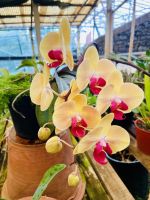 Orchideen 