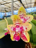 Orchideen 