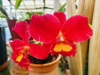 Orchideen 