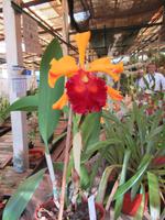 Orchideen Gewächshaus