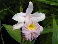 Orchideen im Botanischen Garten