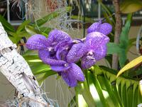 Orchideen