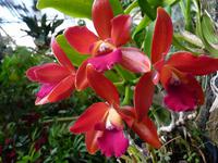 Orchideen
