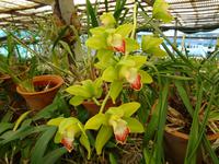 Orchideengarten 