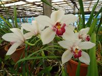 Orchideengarten 