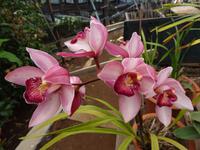 Orchideengarten 