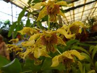 Orchideengarten 