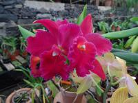 Orchideengarten 