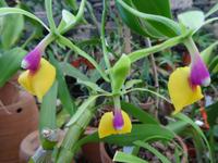 Orchideengarten 