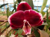 Orchideengarten 