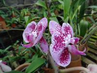 Orchideengarten 