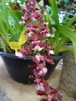 Orchideengarten - Orchidee mit Kakaogeruch