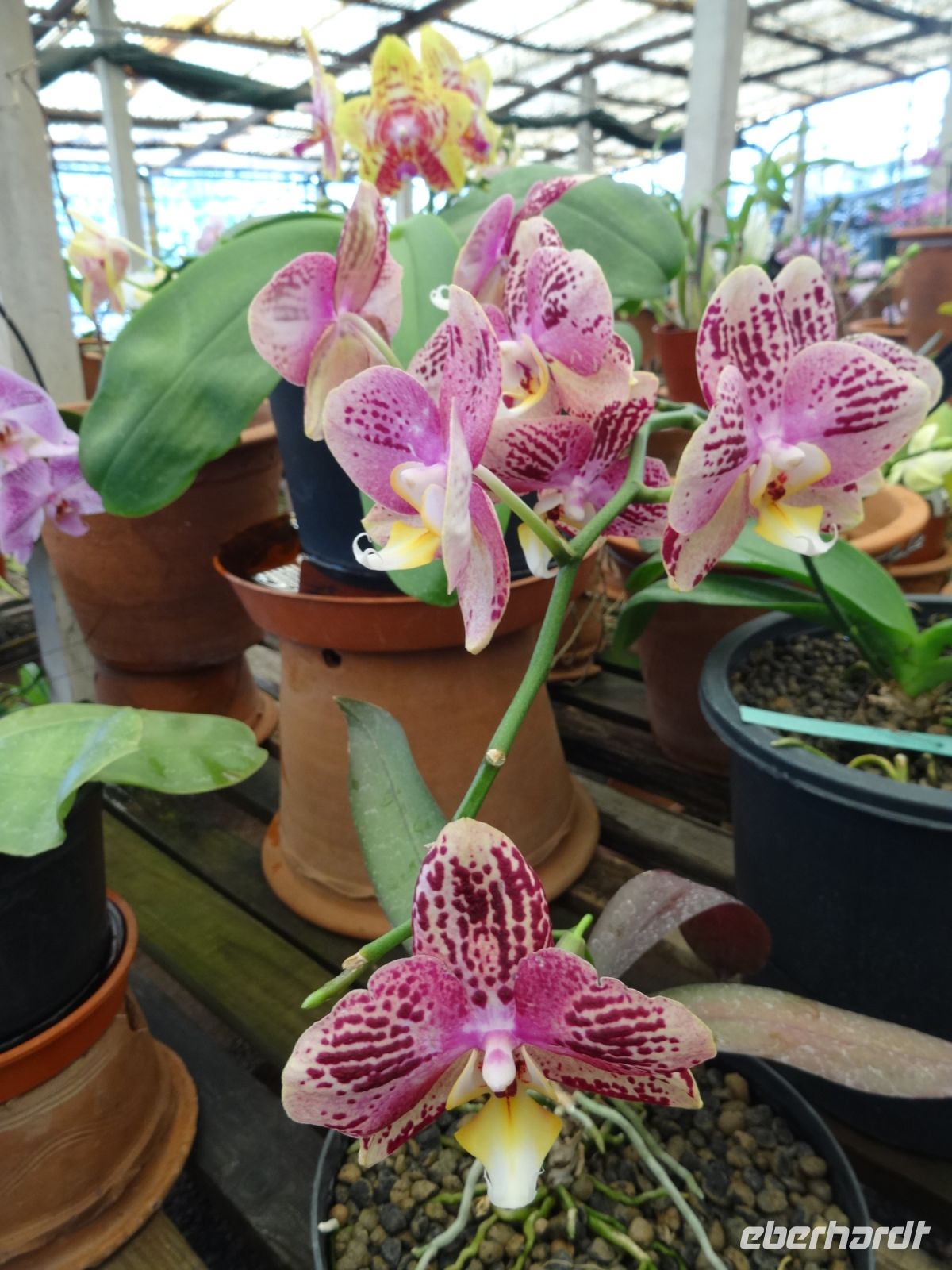 Orchideengarten
