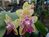 Orchideengarten