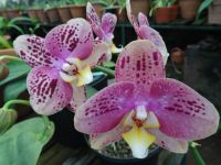 Orchideengarten