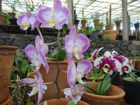 Orchideengarten