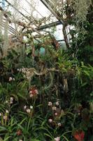 Orchideengarten