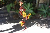 Orchideengarten_3