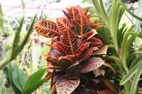 Orchideengarten_6