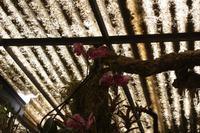 Orchideengarten_8