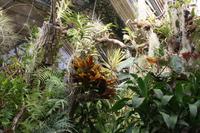 Orchideengarten_9
