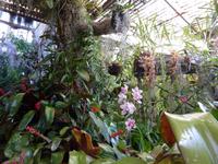 Orchideenpracht im 