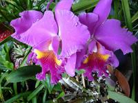 Orchideenpracht