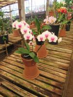 Orchideensammlung