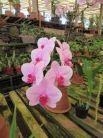 Orchideensammlung