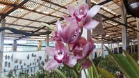 Orchideenwelt Quinta da Boa Vista