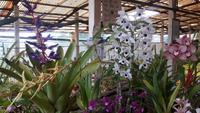 Orchideenwelt Quinta da Boa Vista