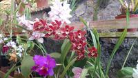 Orchideenwelt Quinta da Boa Vista
