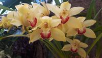 Orchideenwelt Quinta da Boa Vista