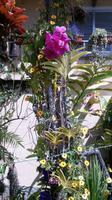 Orchids